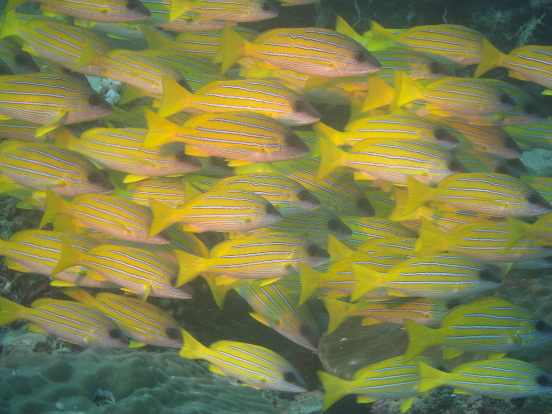Blue stripe snapper