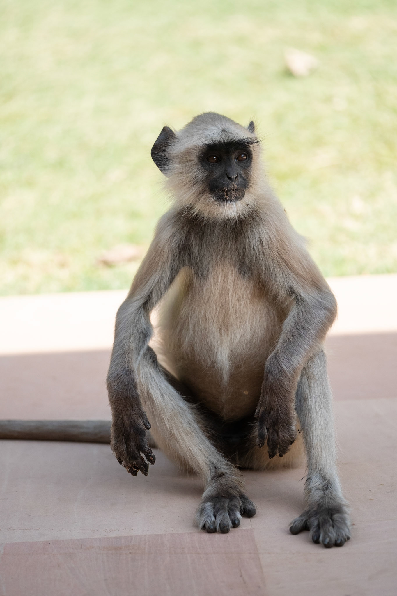 Langur monkey outside our room at Amanbagh