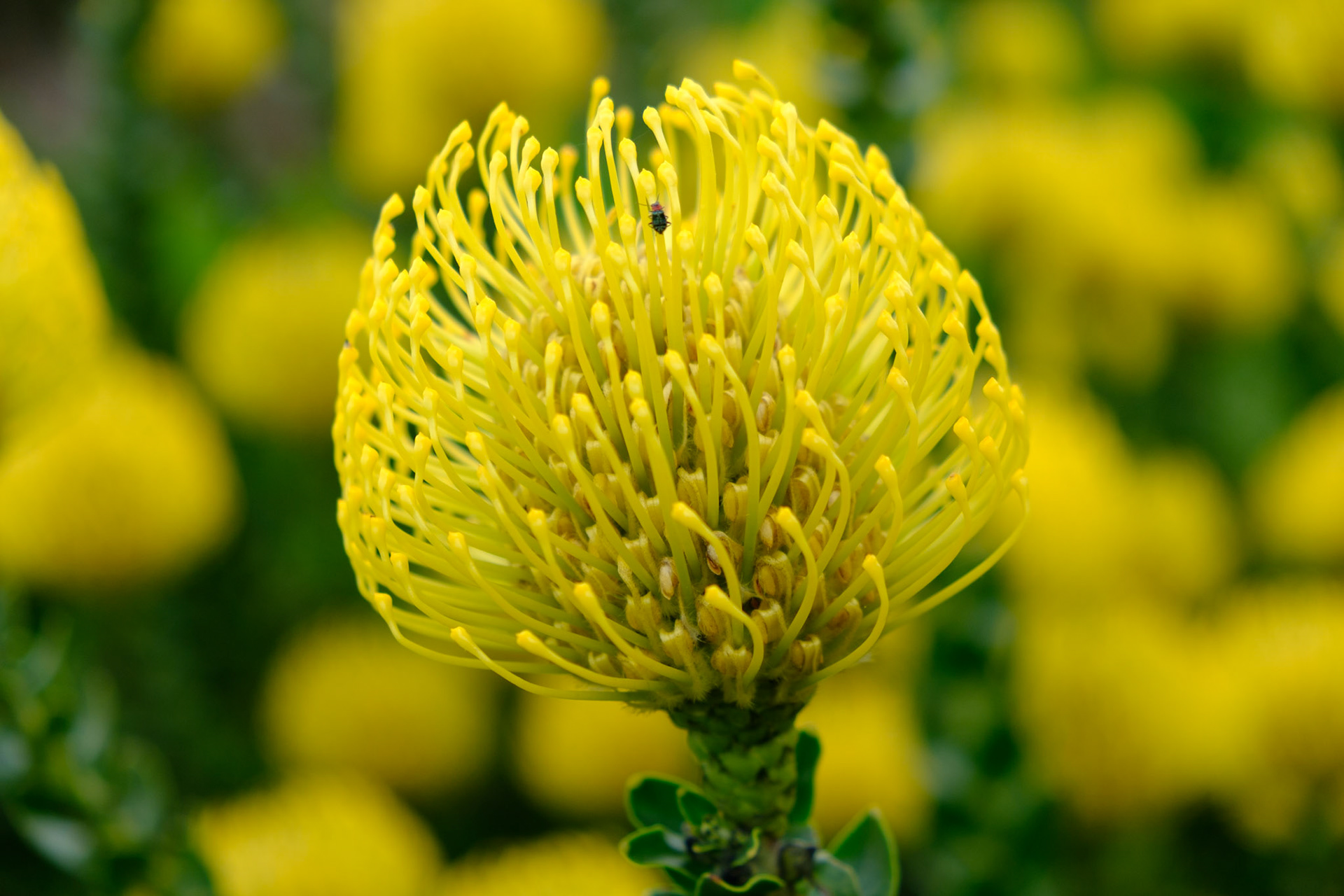 Protea