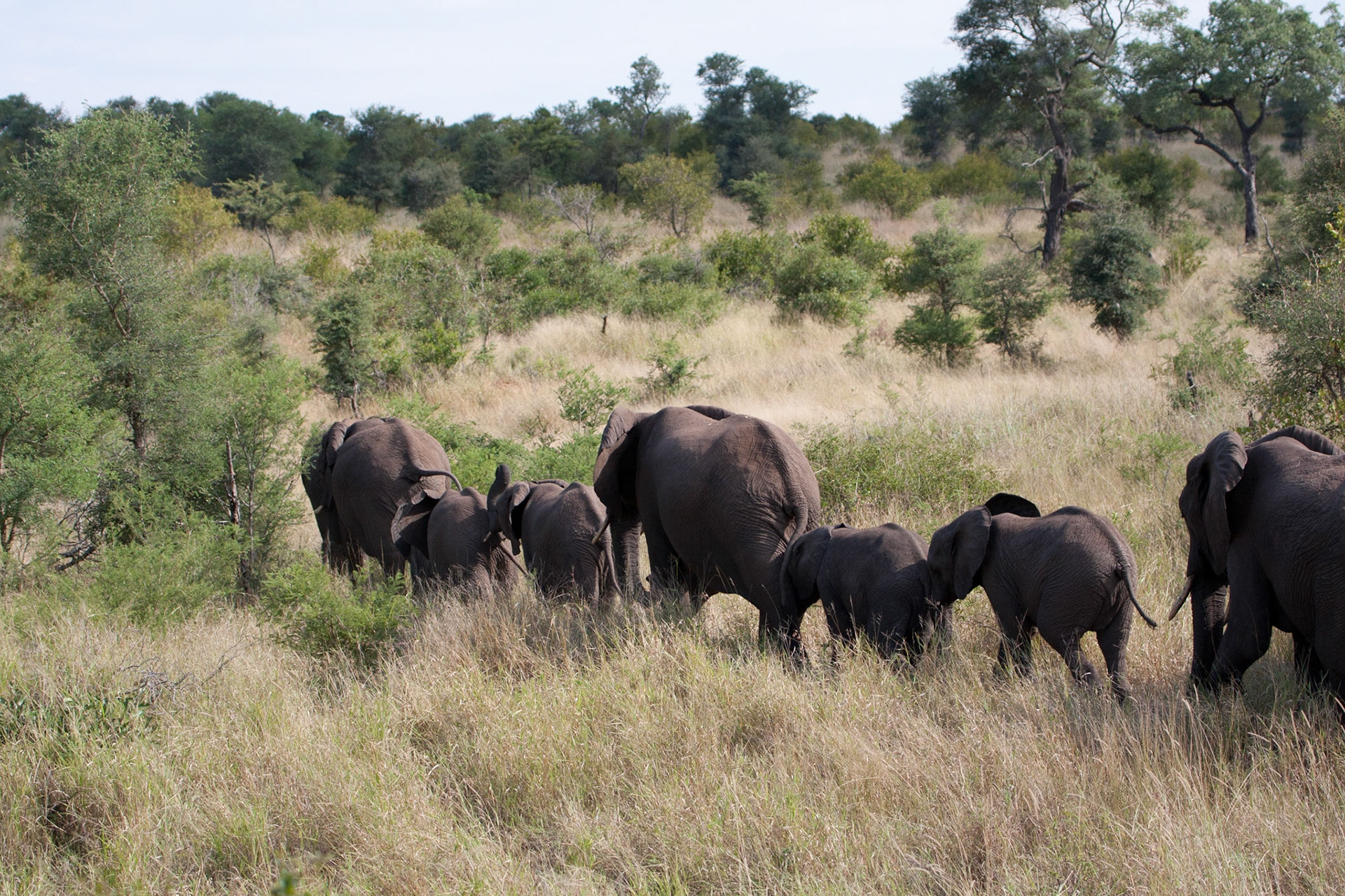 Herd of elephants