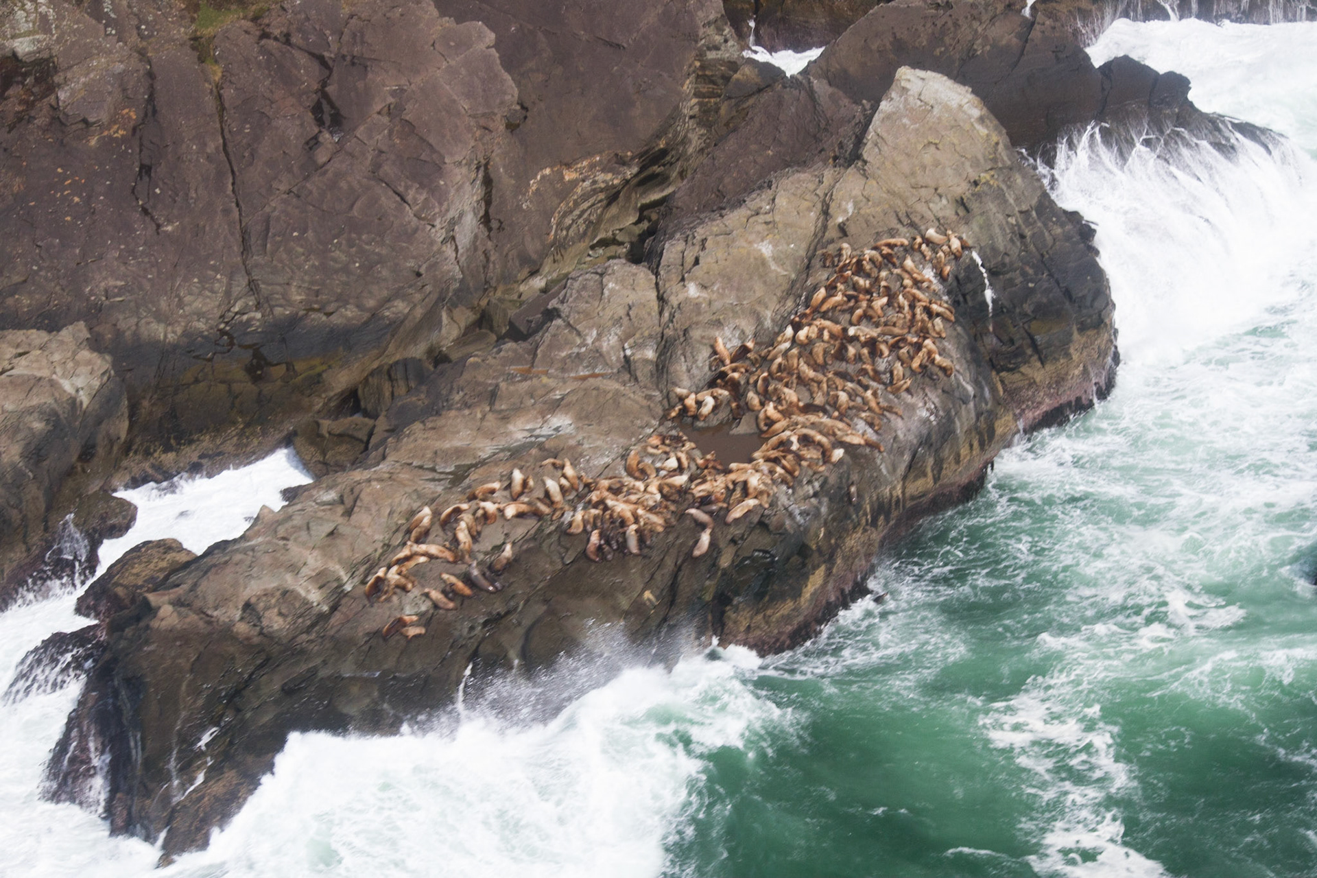 Sea lions