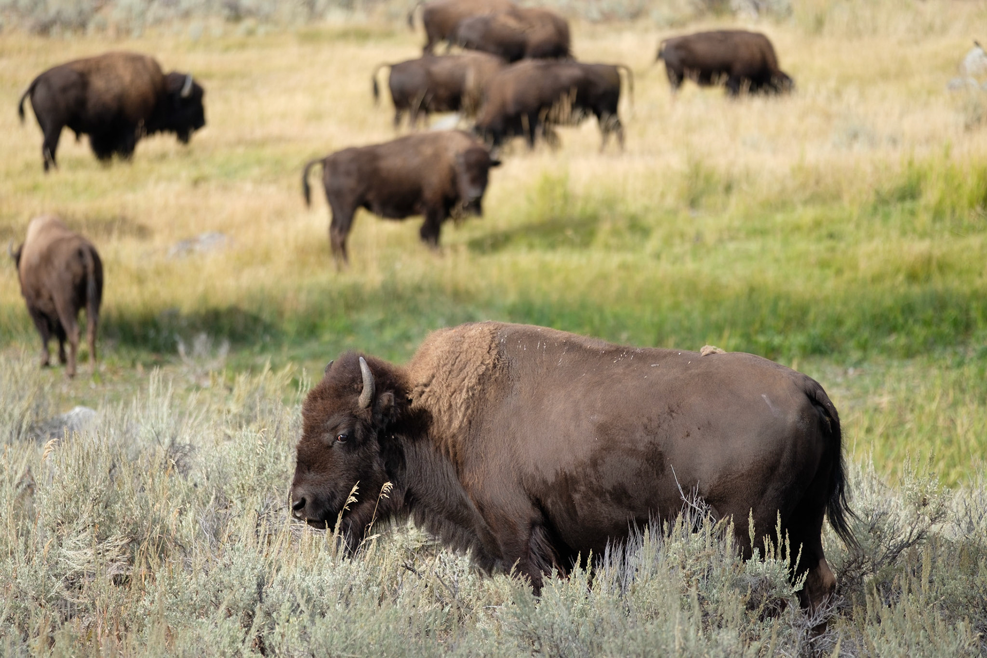 Bison