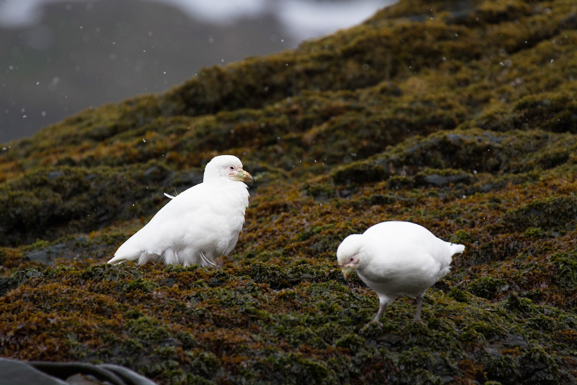 Snowy Sheath bills