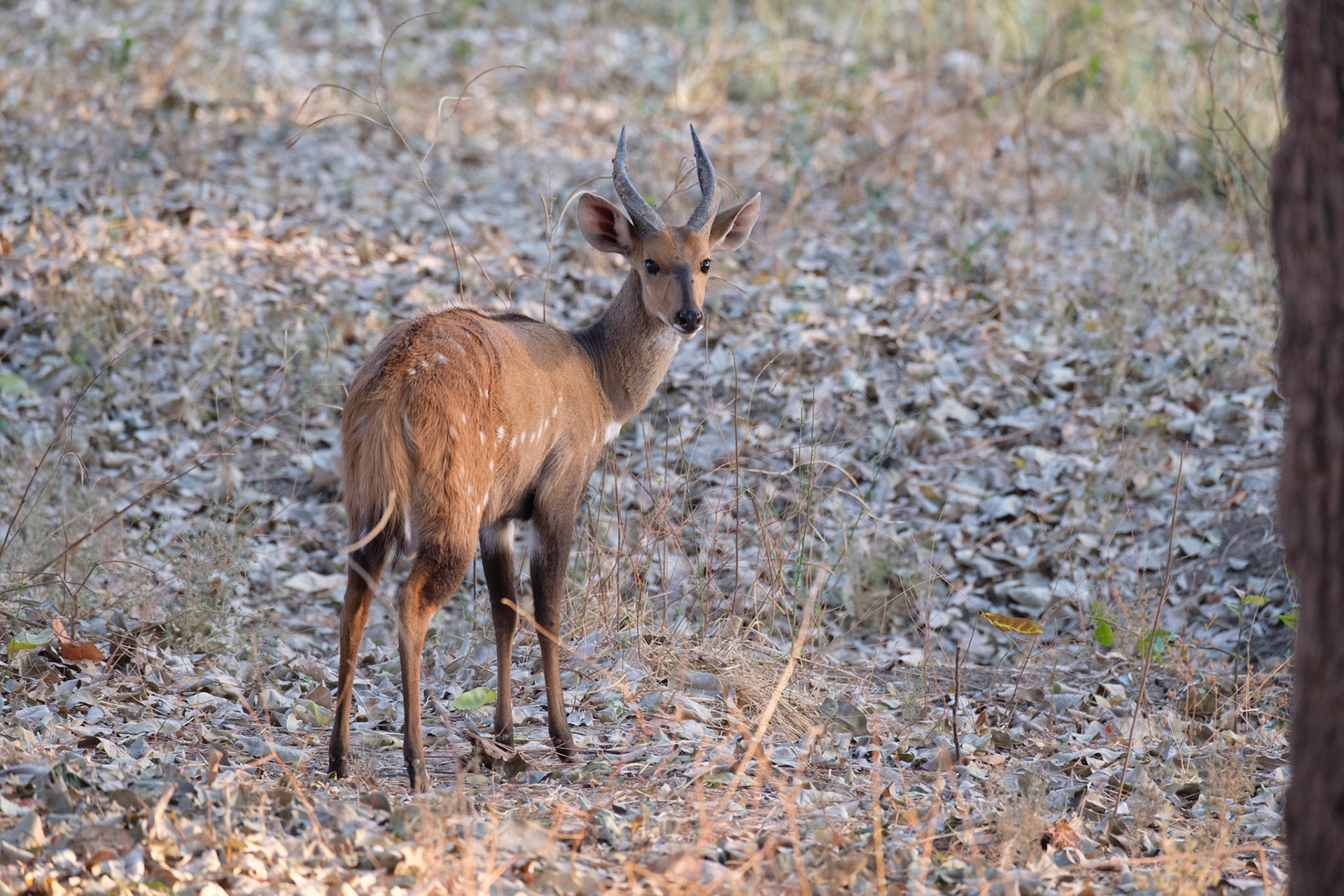 Bushbuck