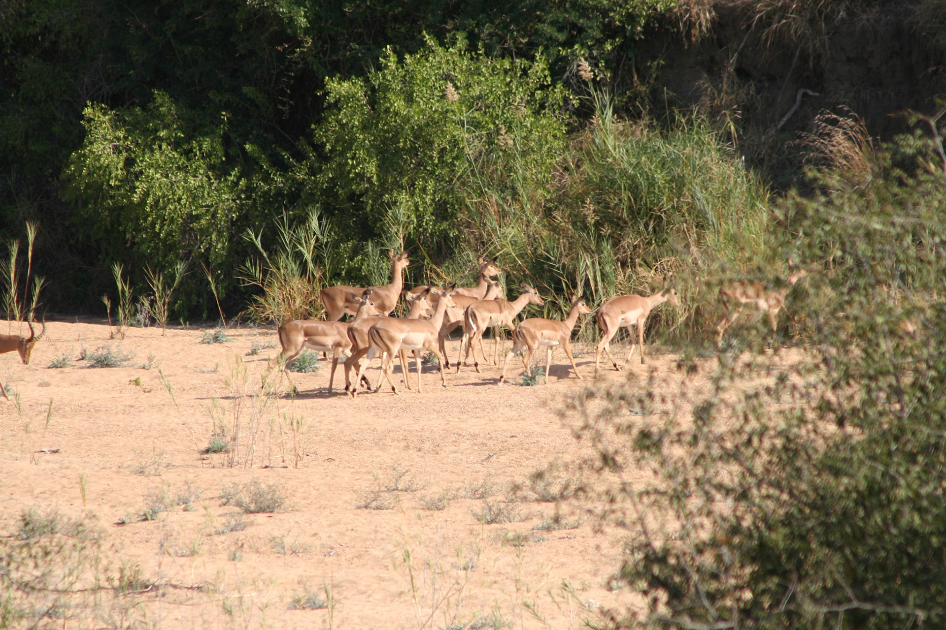 Impala