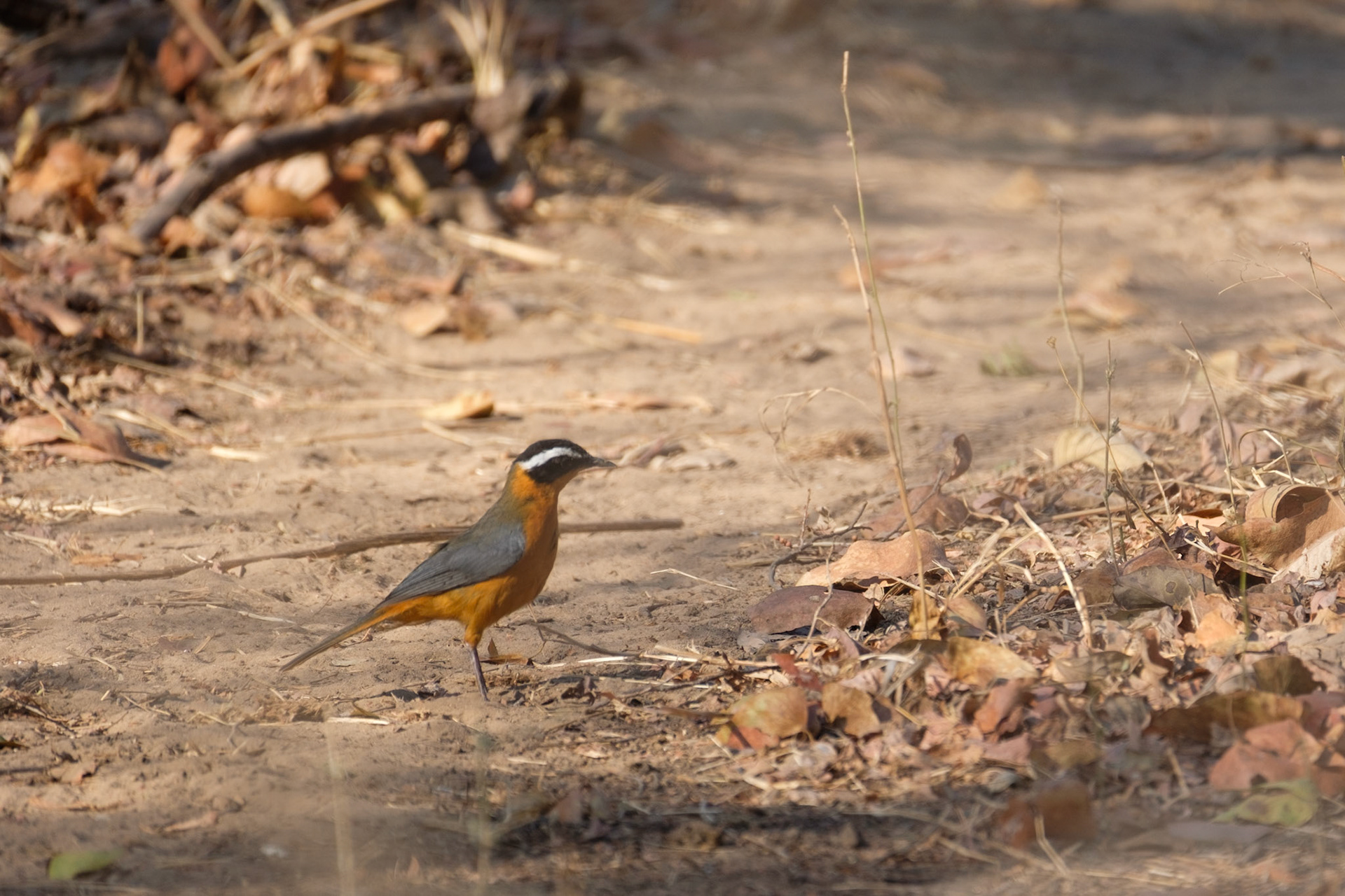 White-browed robin-chat