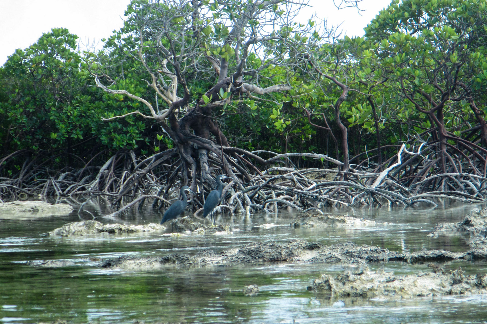 Herons
