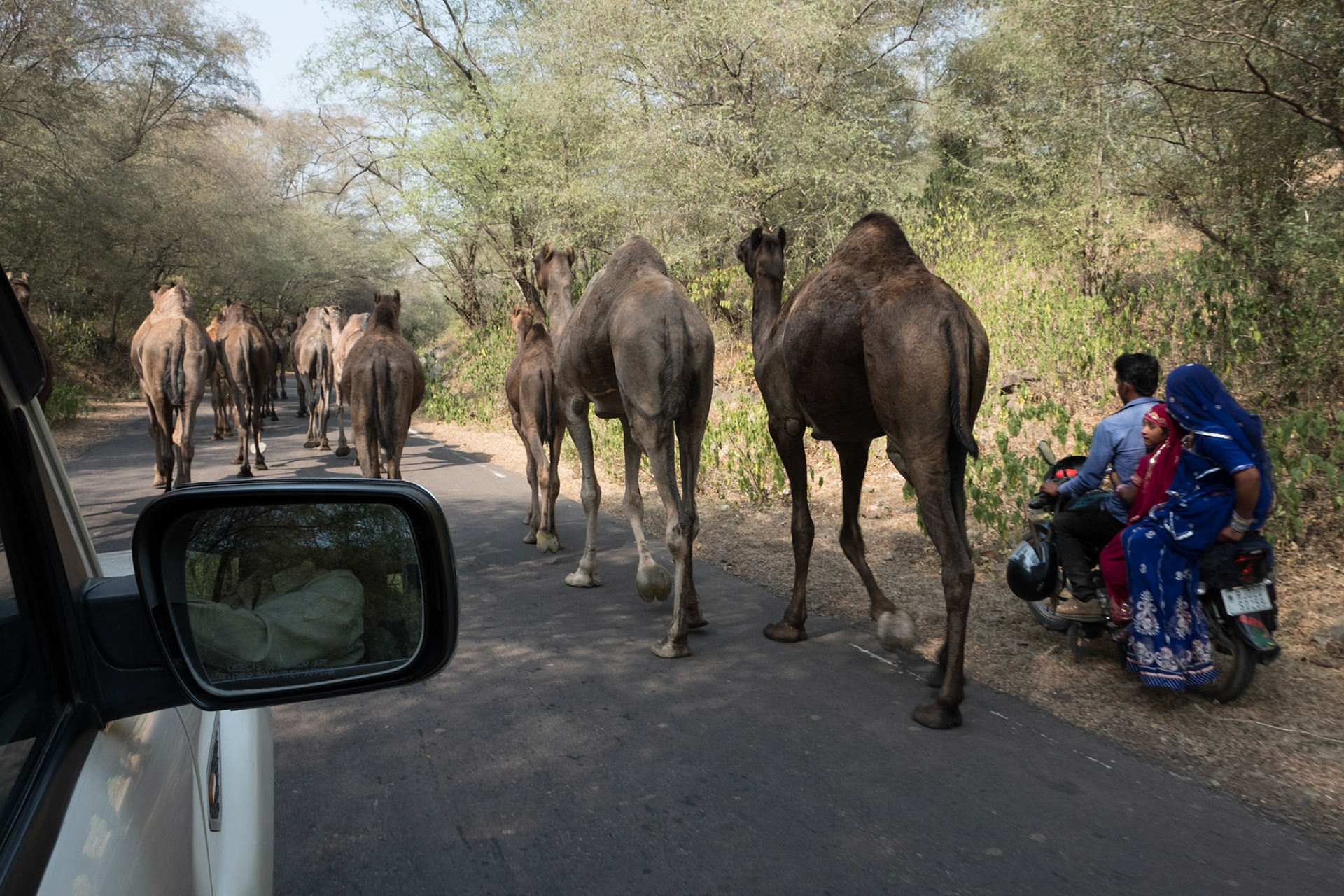 Camels!
