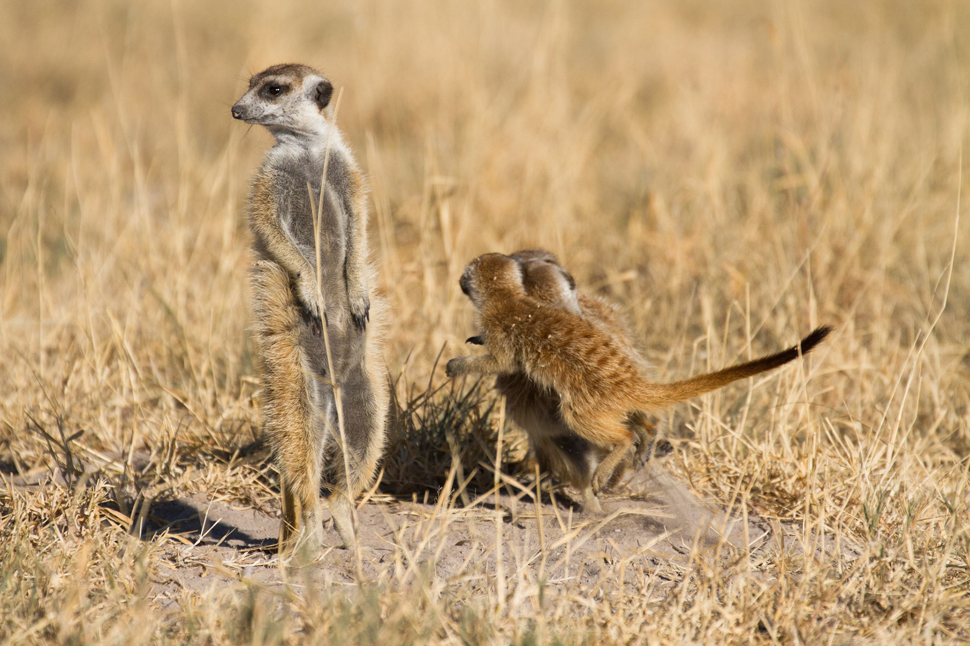 The adults keep watch as the youngsters play!