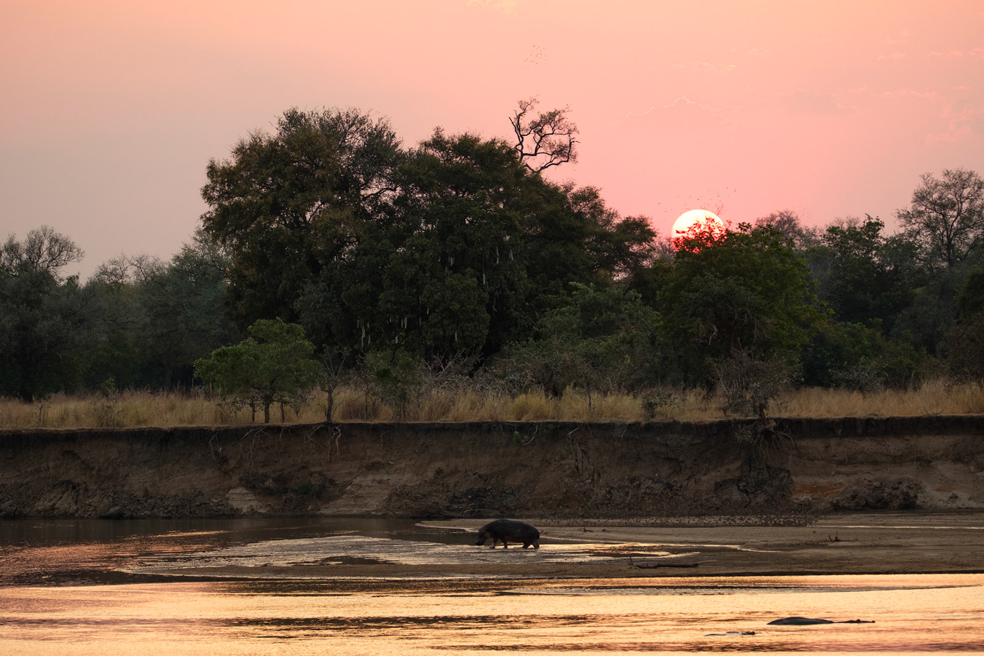 Hippo at sunset, South Luangwa