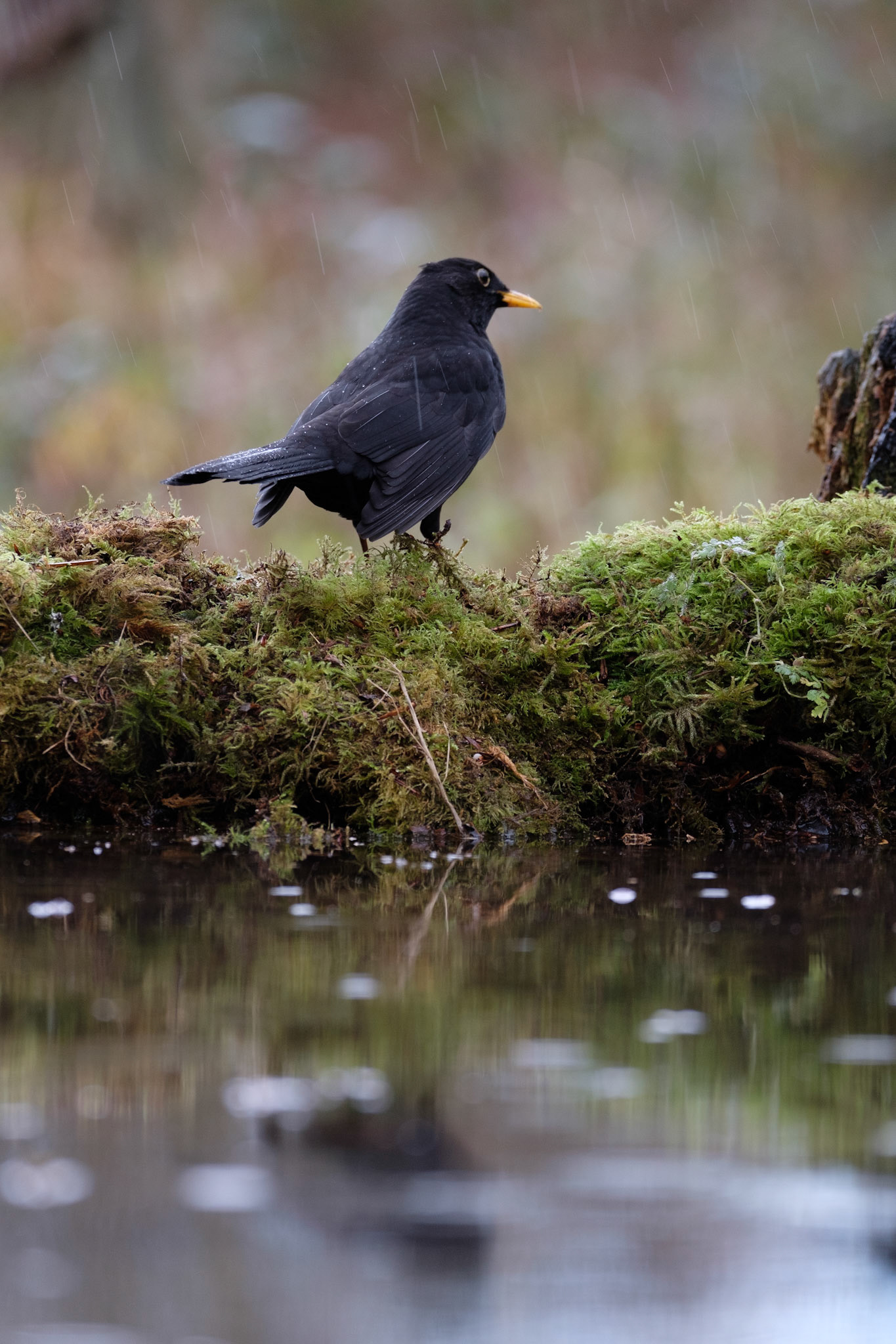 Blackbird