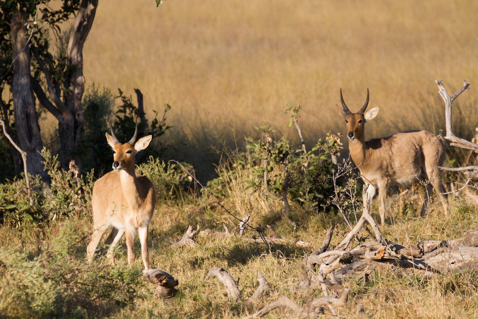 Common reedbuck