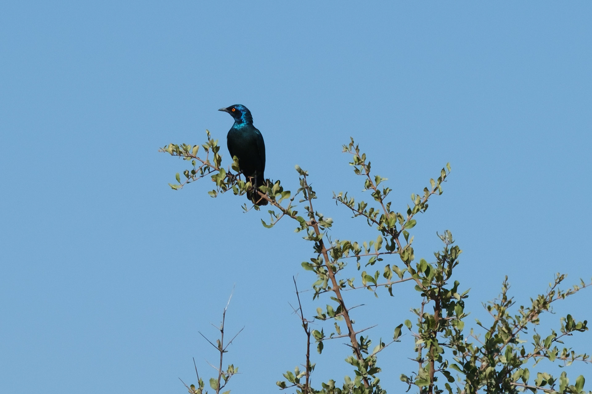 Cape glossy starling