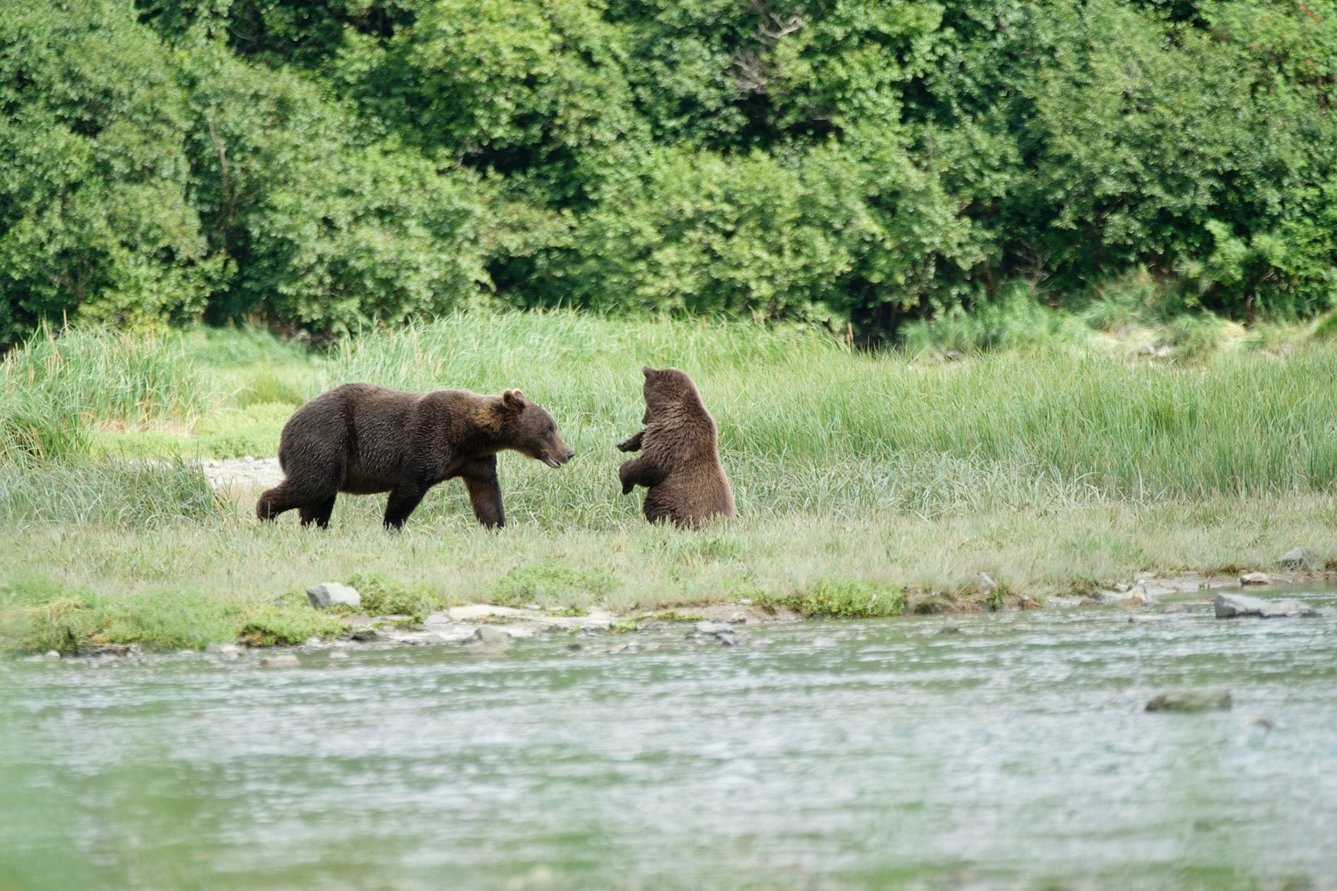 Aerial and cub