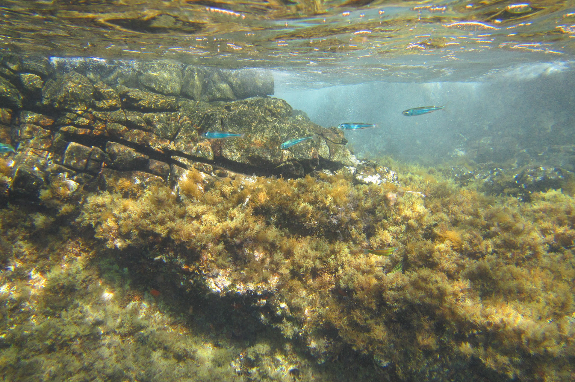 Snorkelling at St George's island
