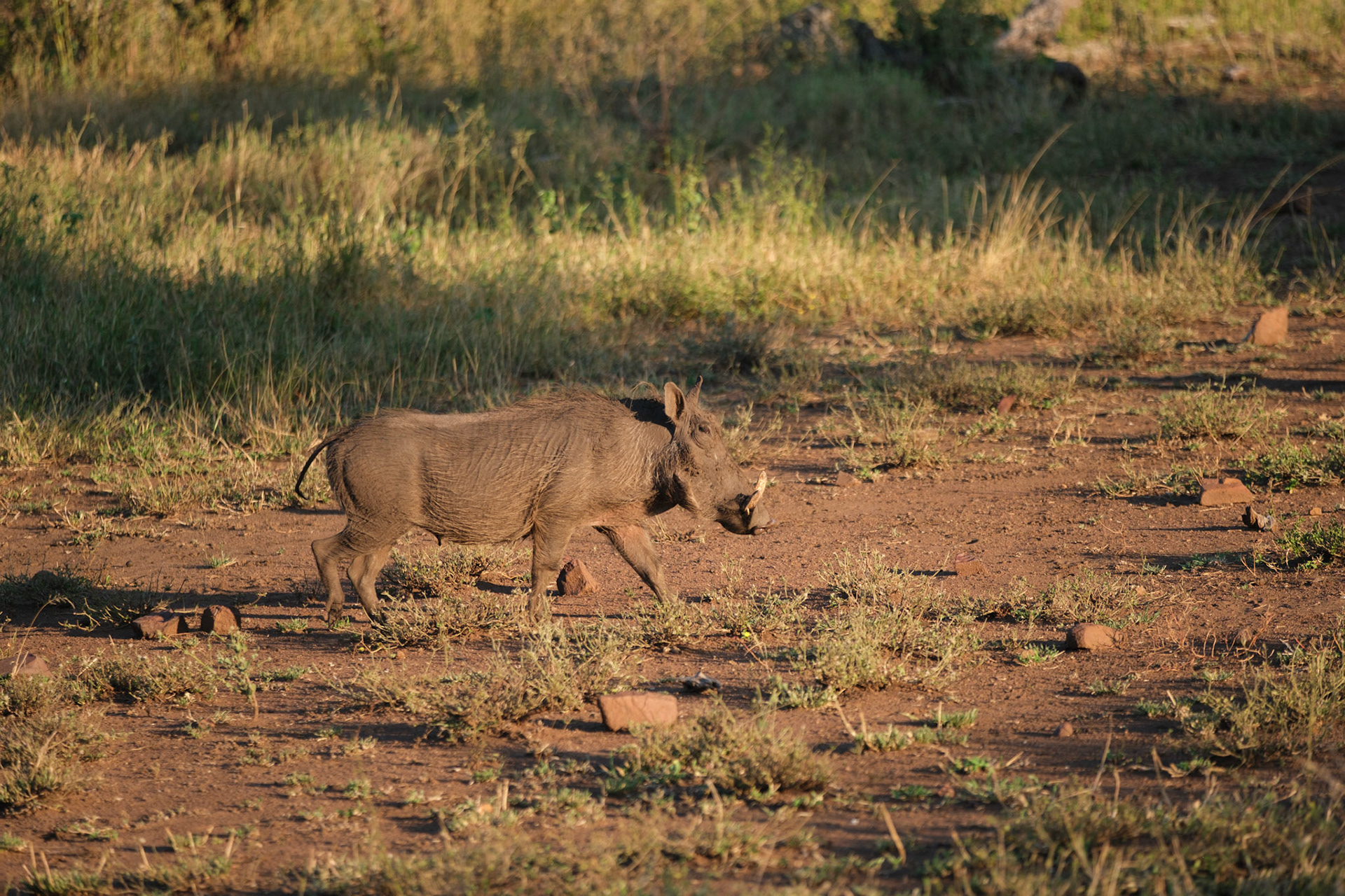 Warthog