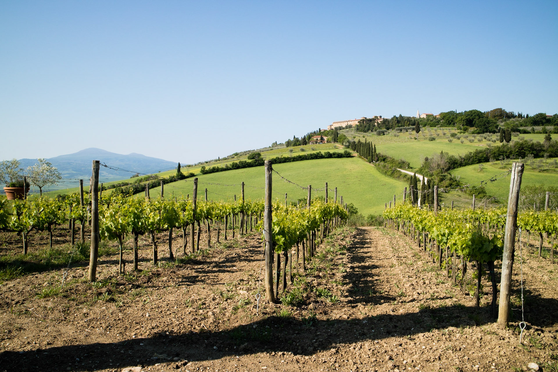 Vineyards below Pienza