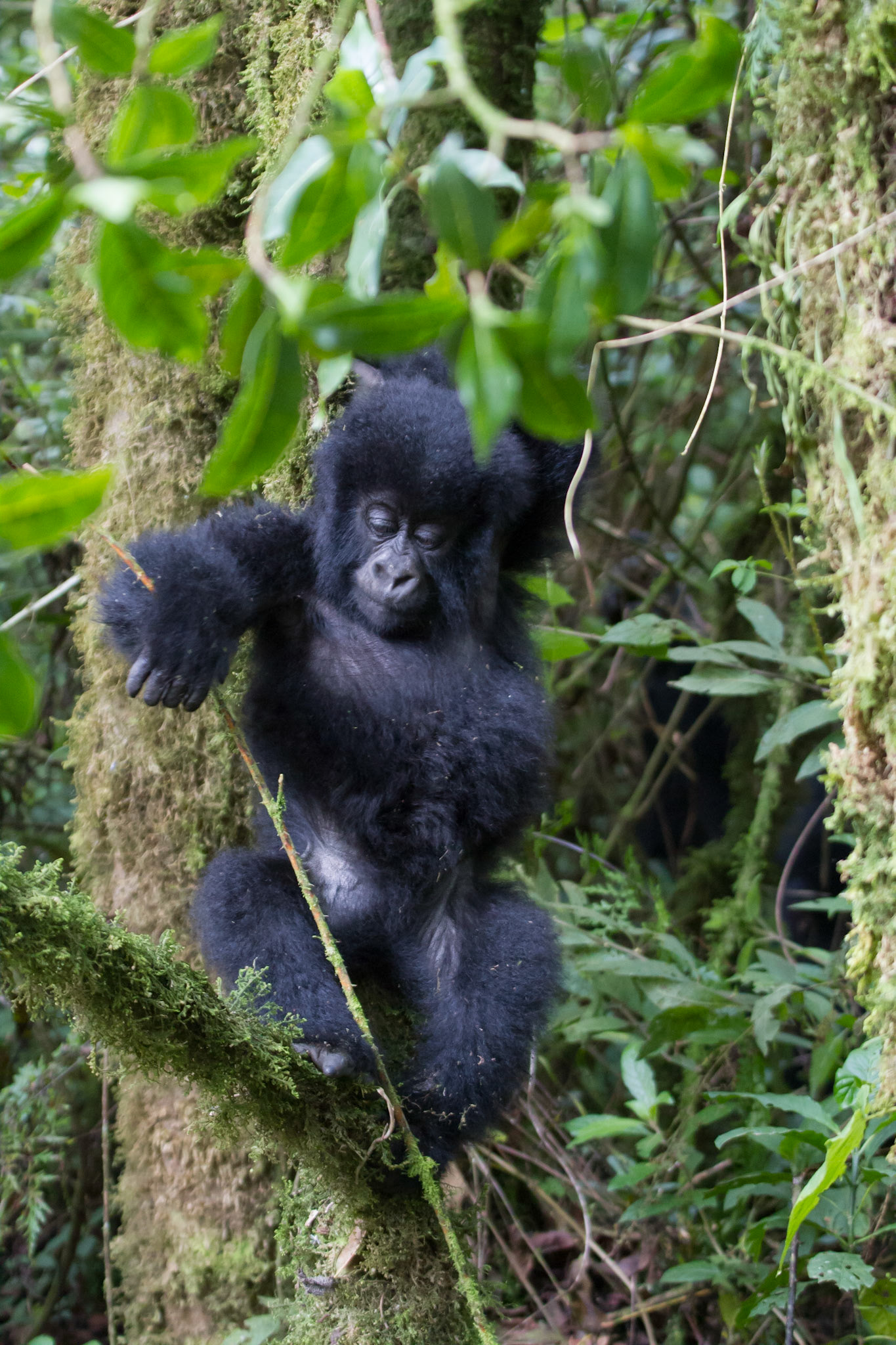 A youngster in the trees