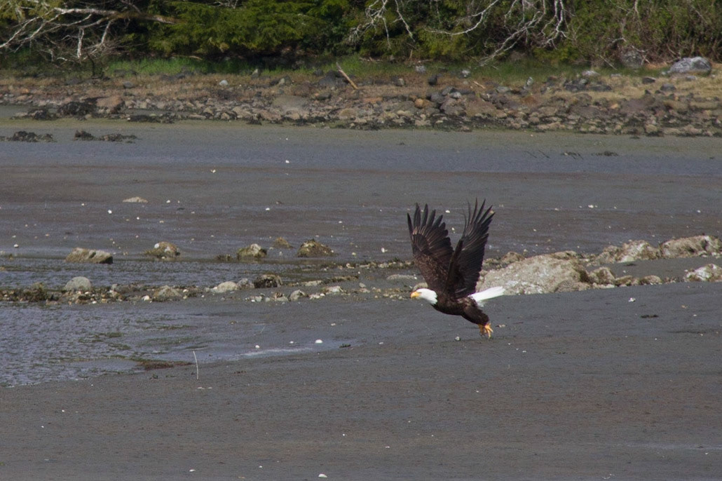 Bald eagle taking off