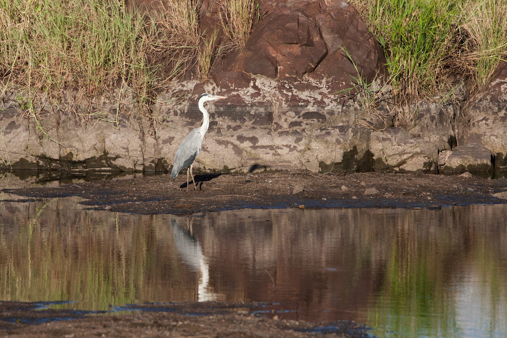 Grey heron