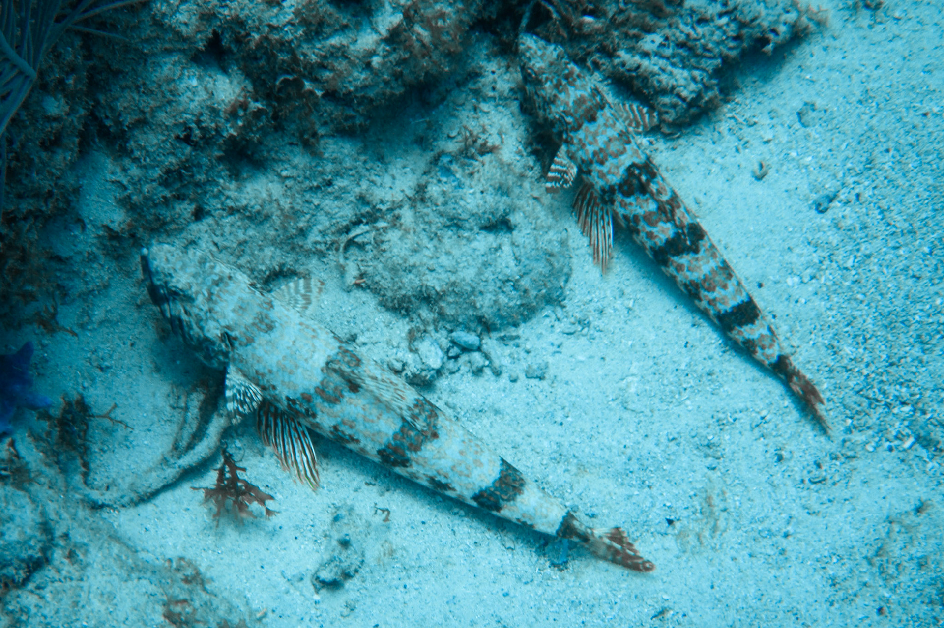Sand divers