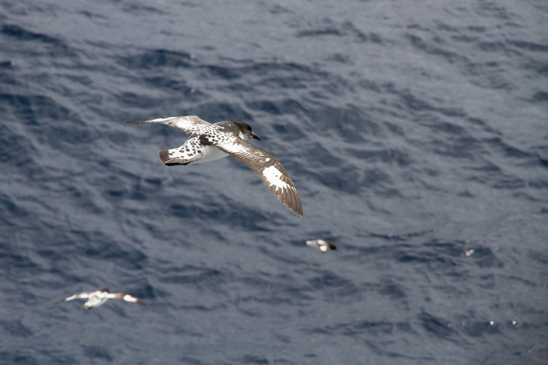 Cape petrel, Drake Passage