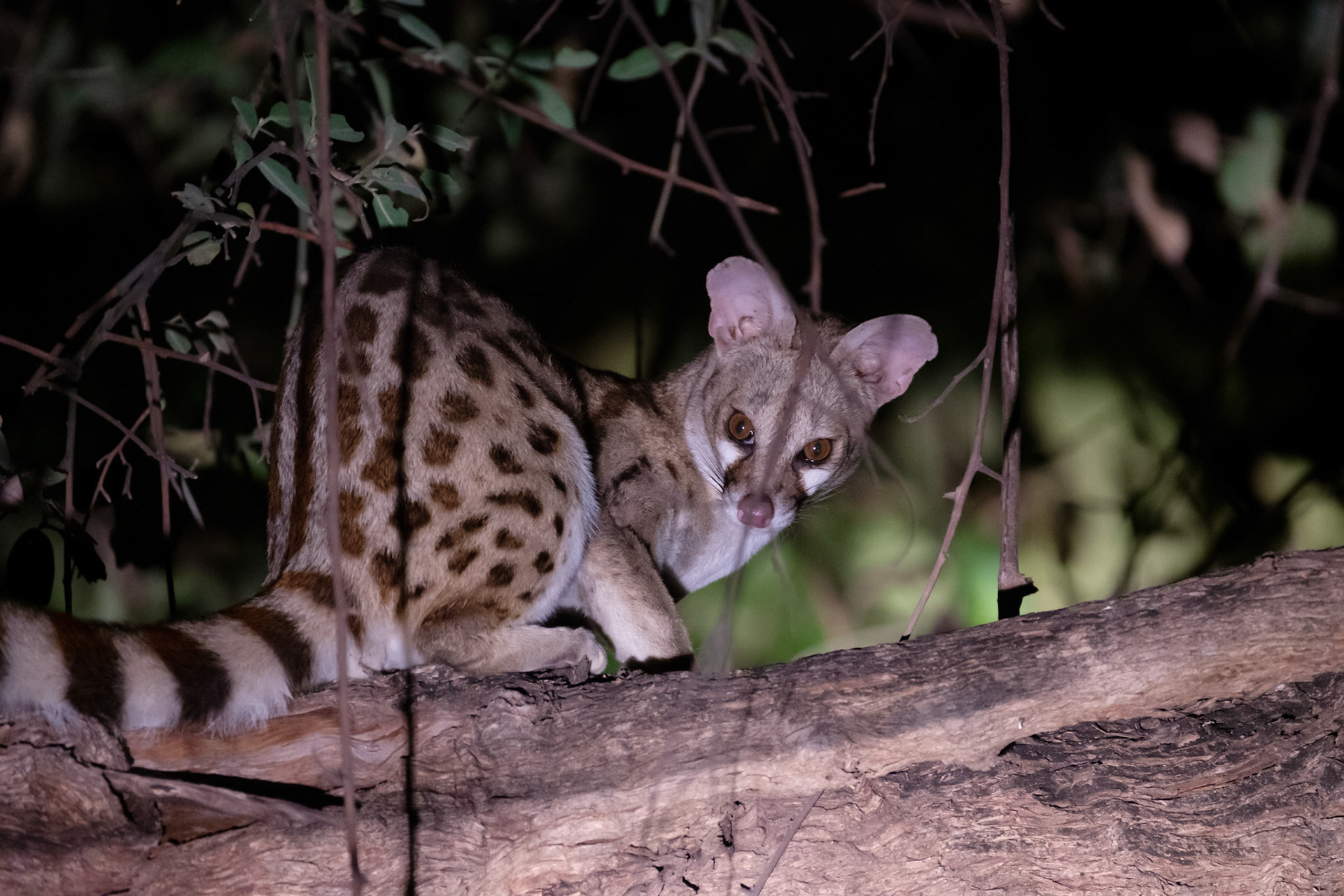 Genet