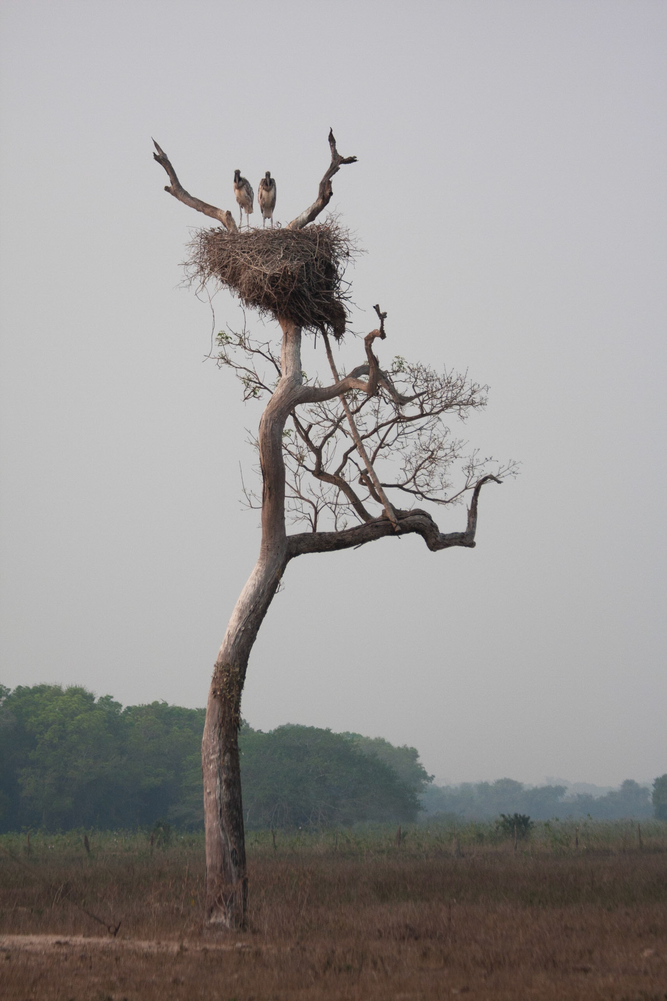 Jabiru stork nest at Pantanal Wildlife Centre