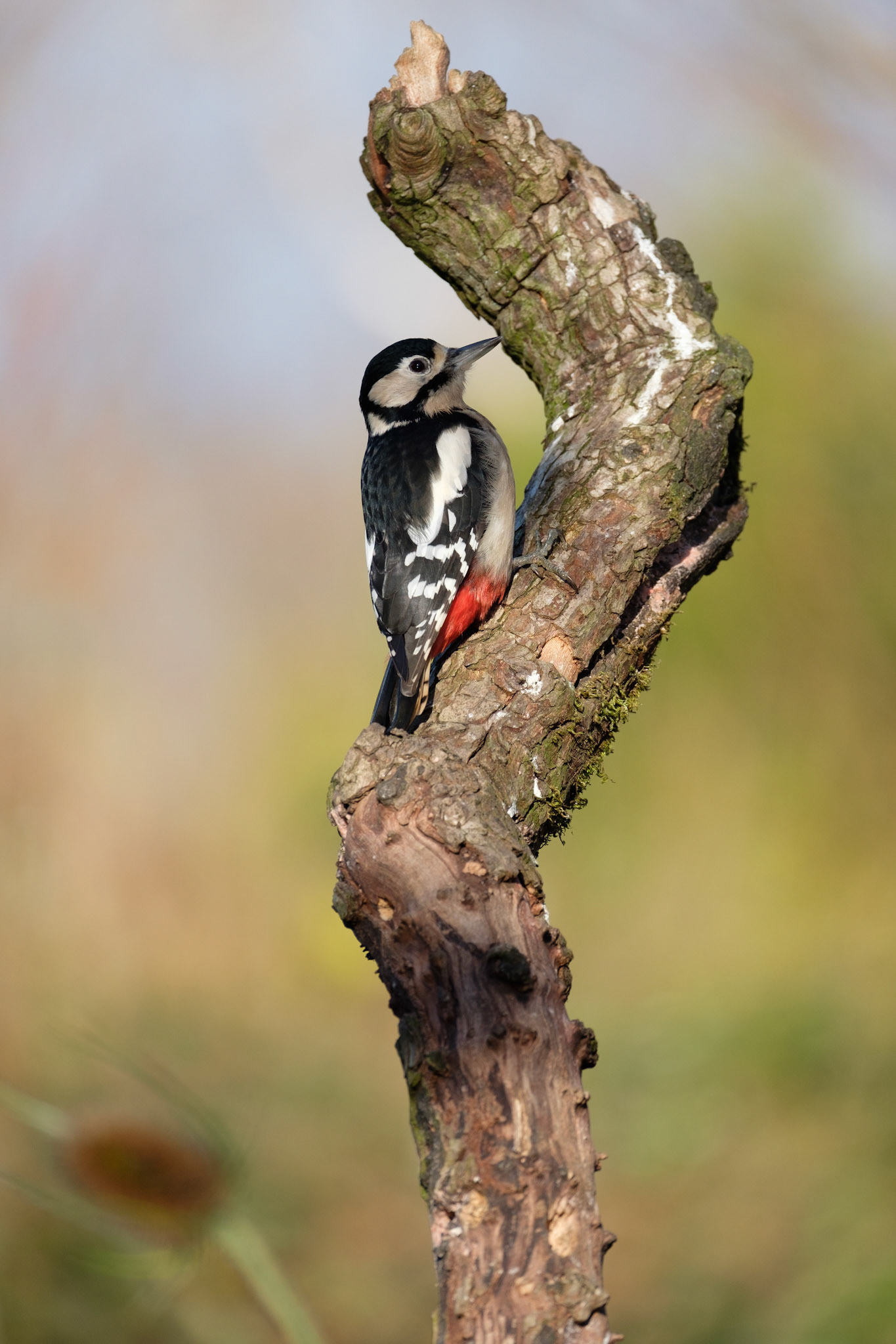 Greater spotted woodpecker