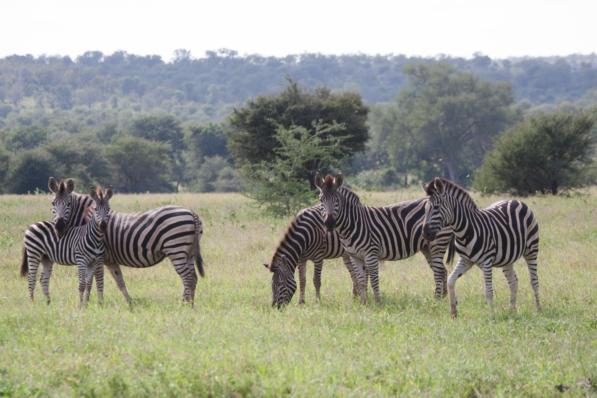 Zebras