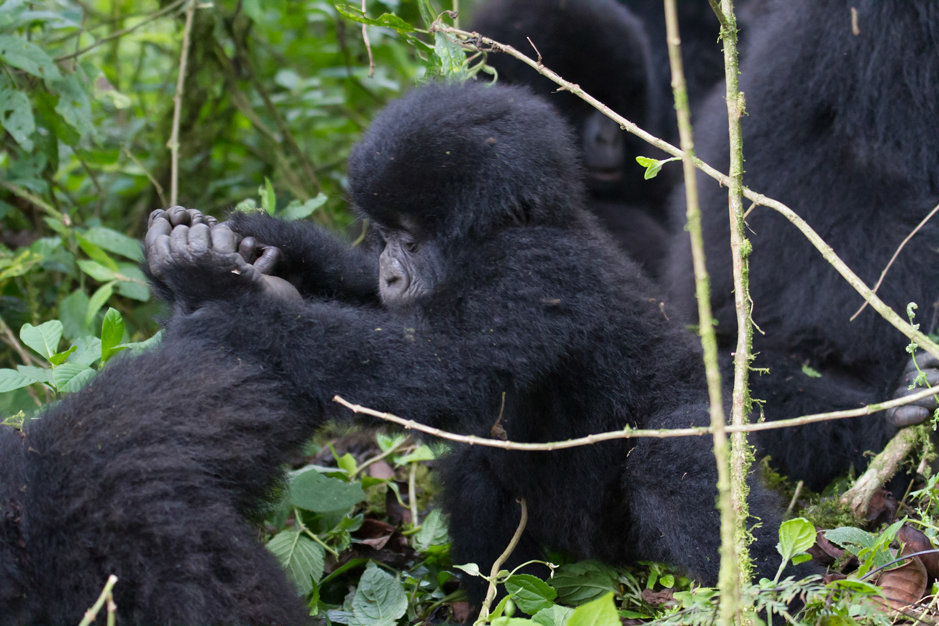 Hirwa group of mountain gorillas