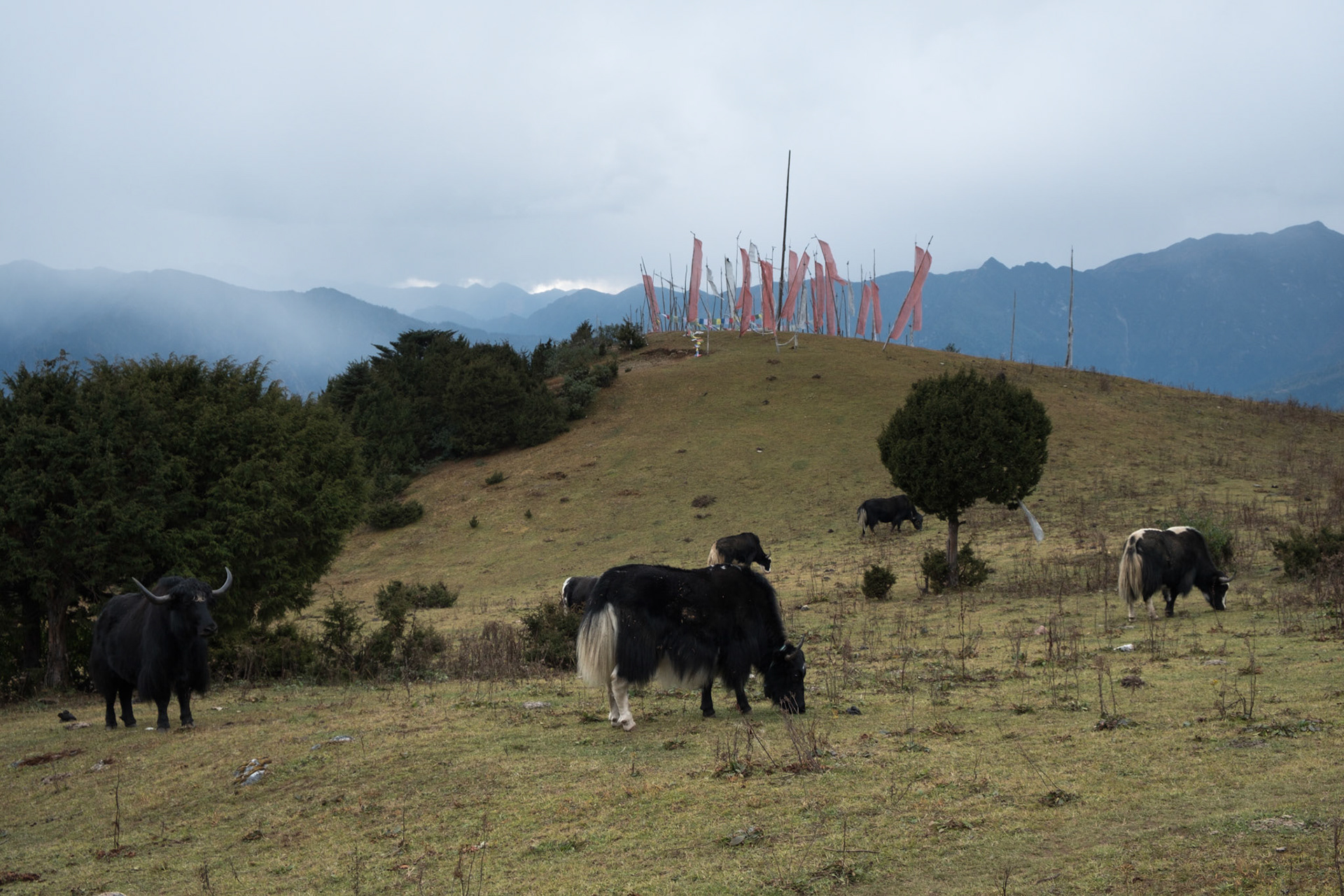 Yaks