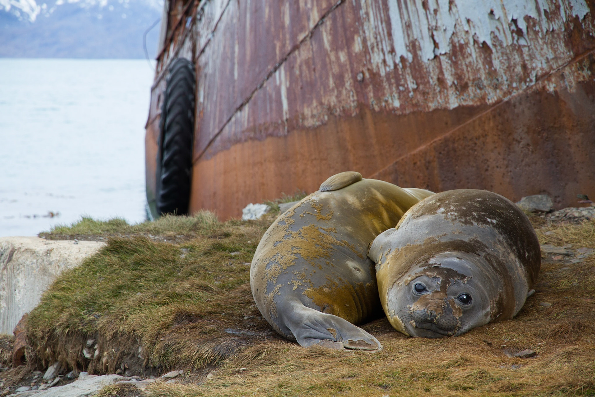 Elephant seals