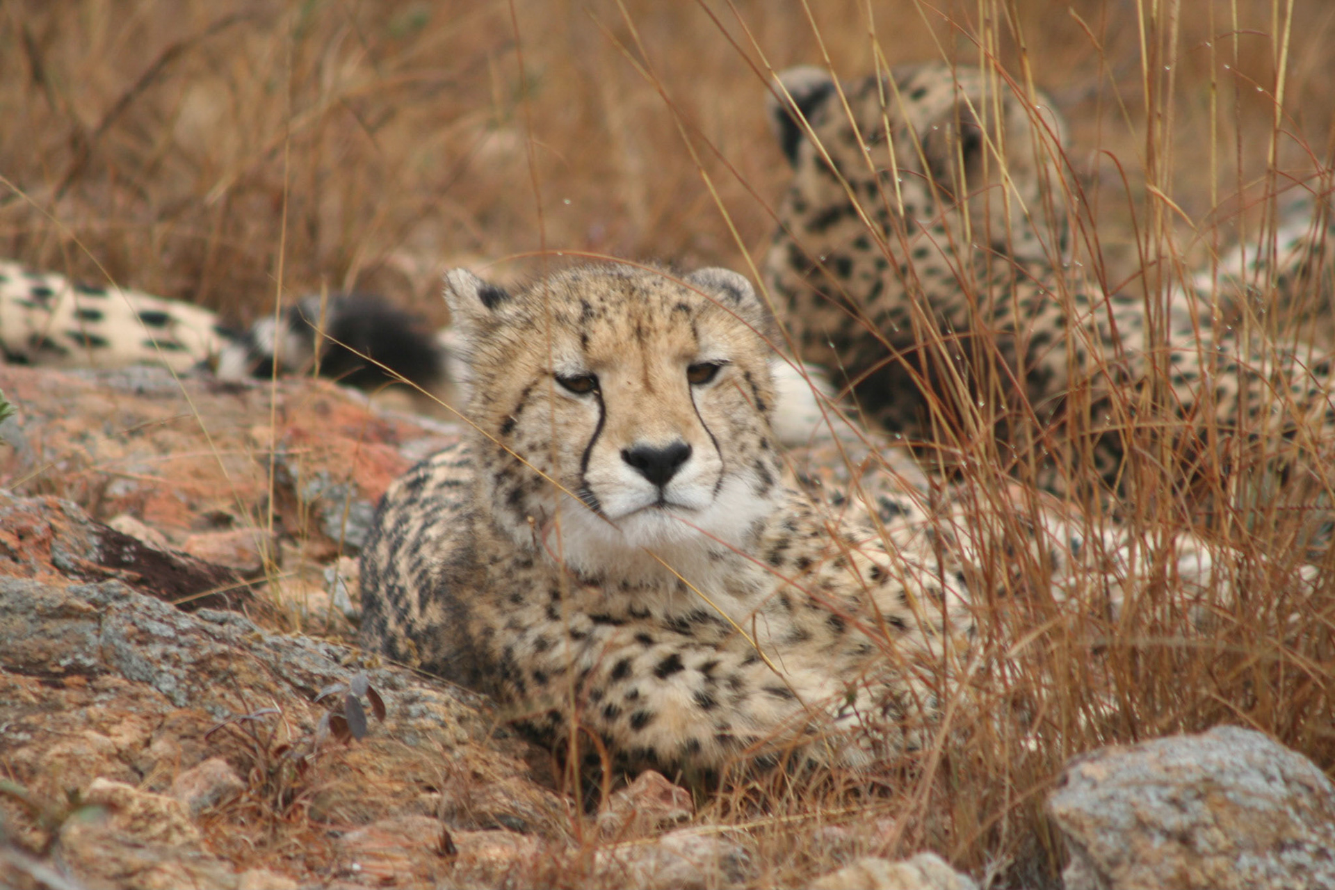 Cheetah