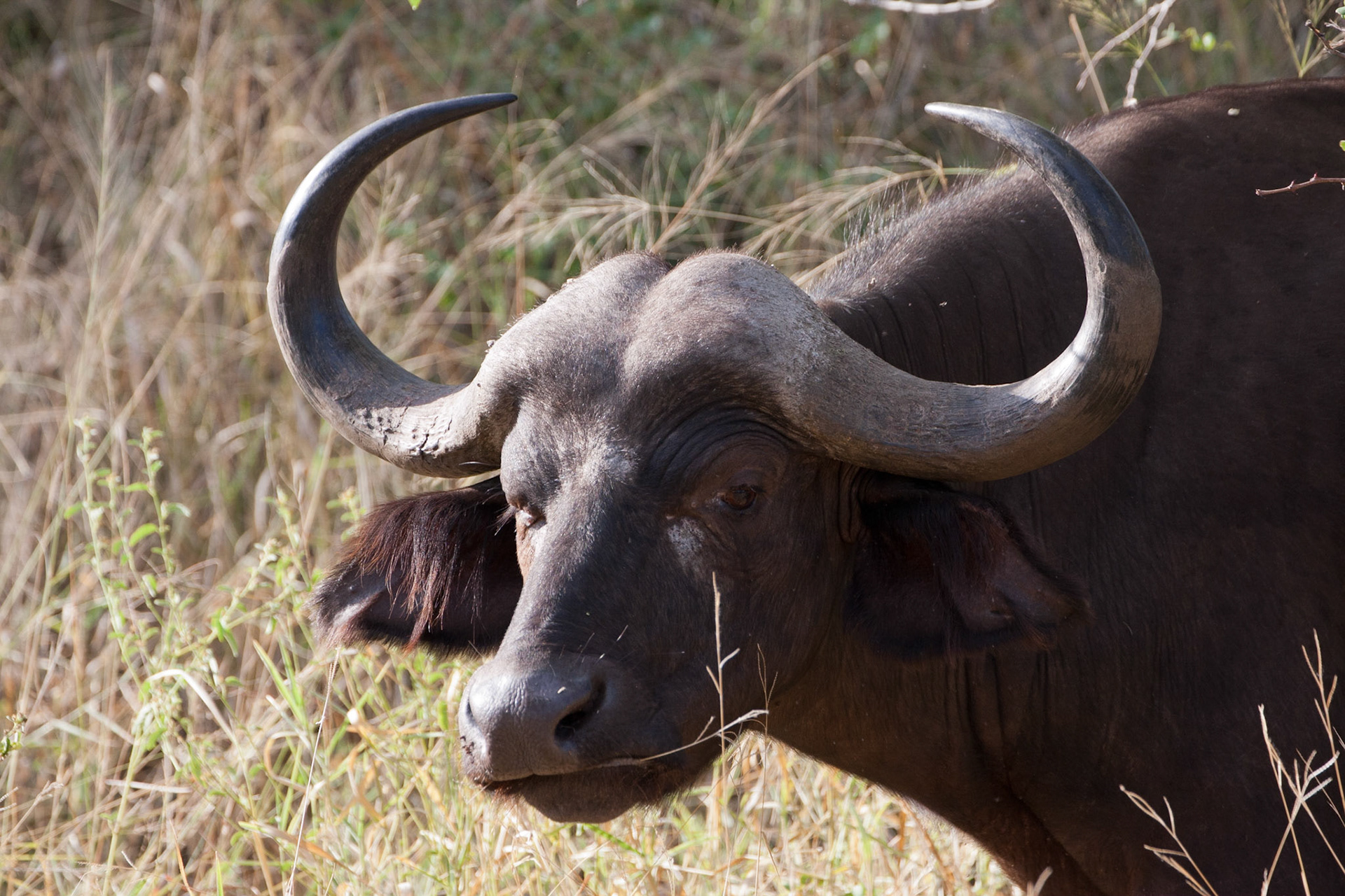 Buffalo