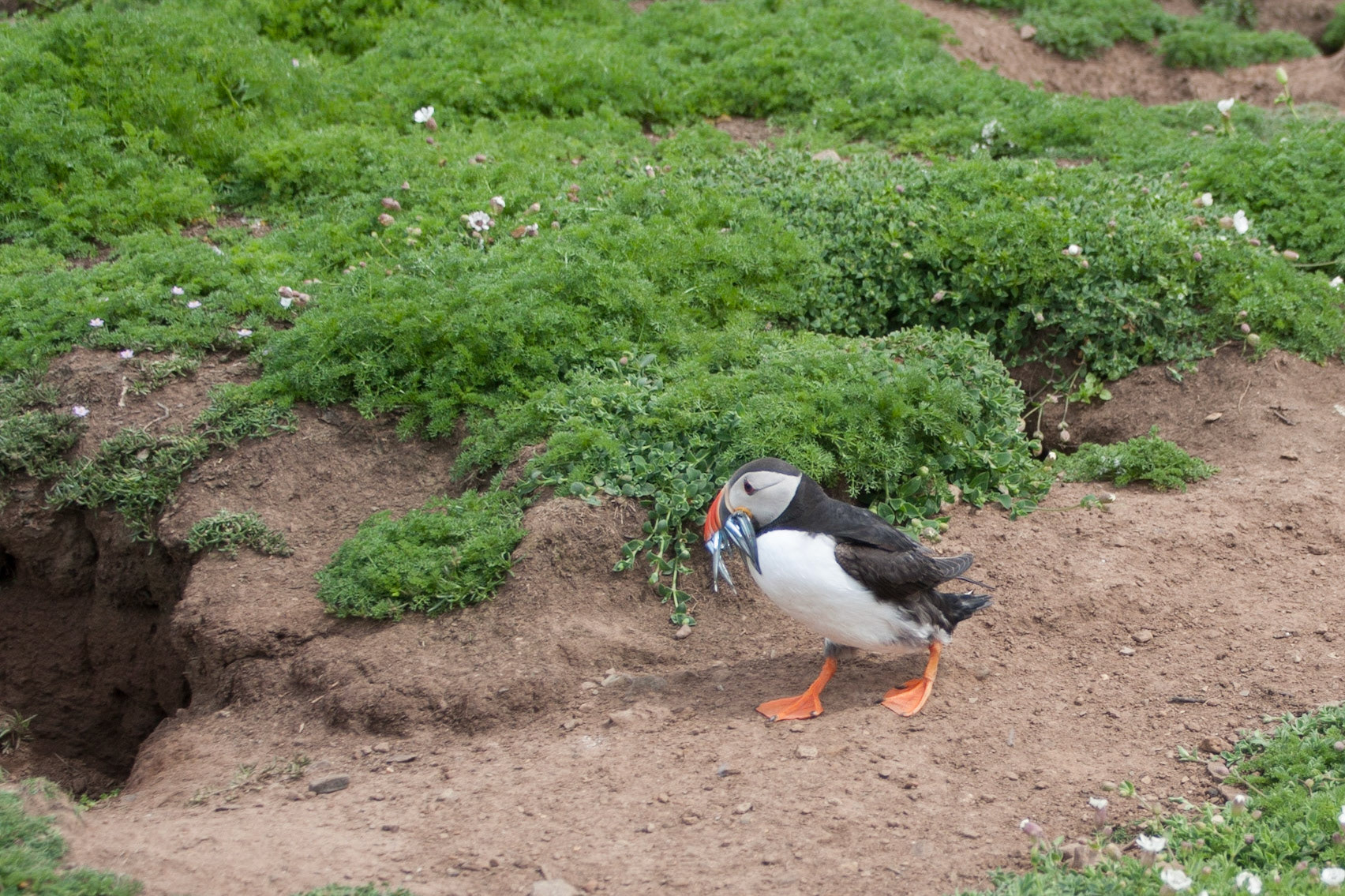 Puffin with sandeels for chick