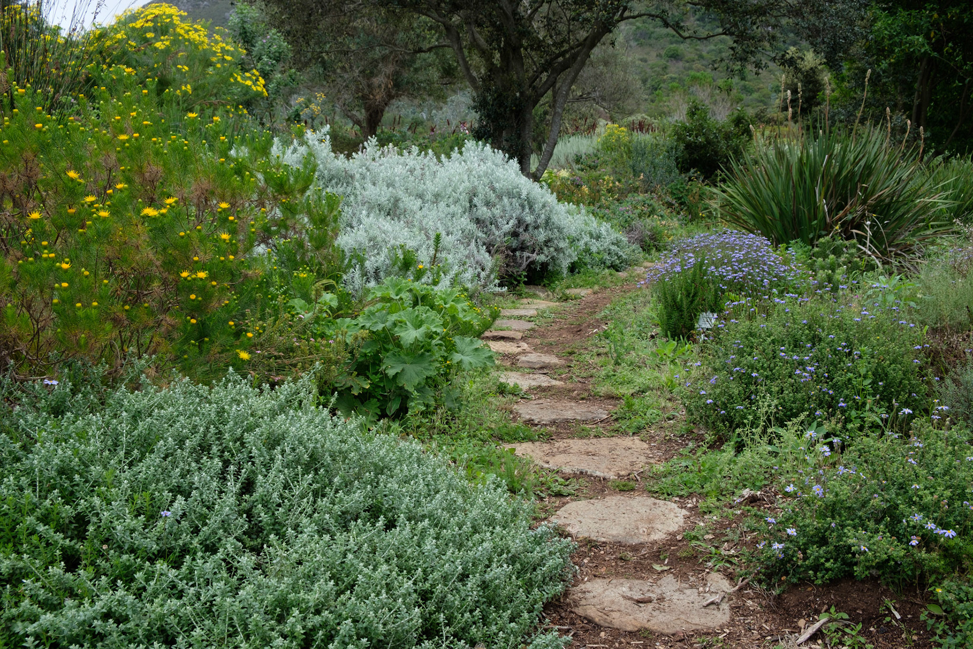 Kirstenbosch botanical gardens