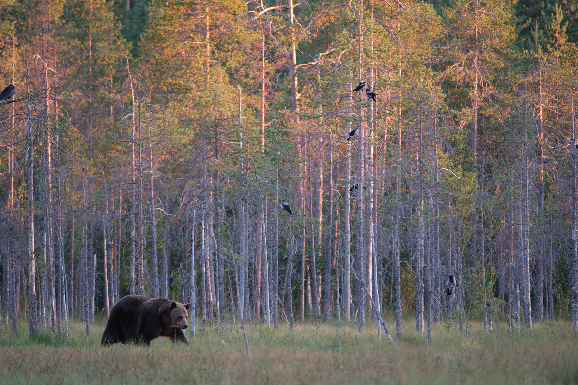 Brown bear