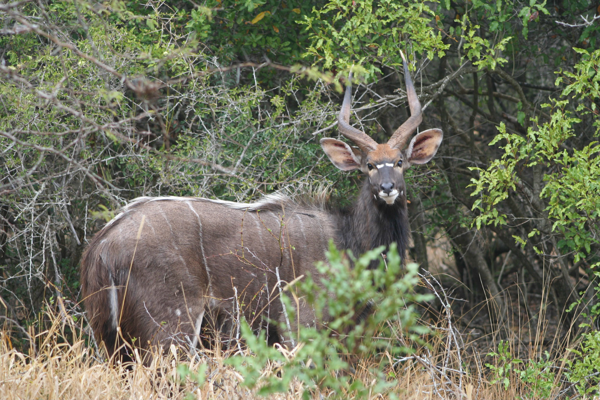 Nyala (male)