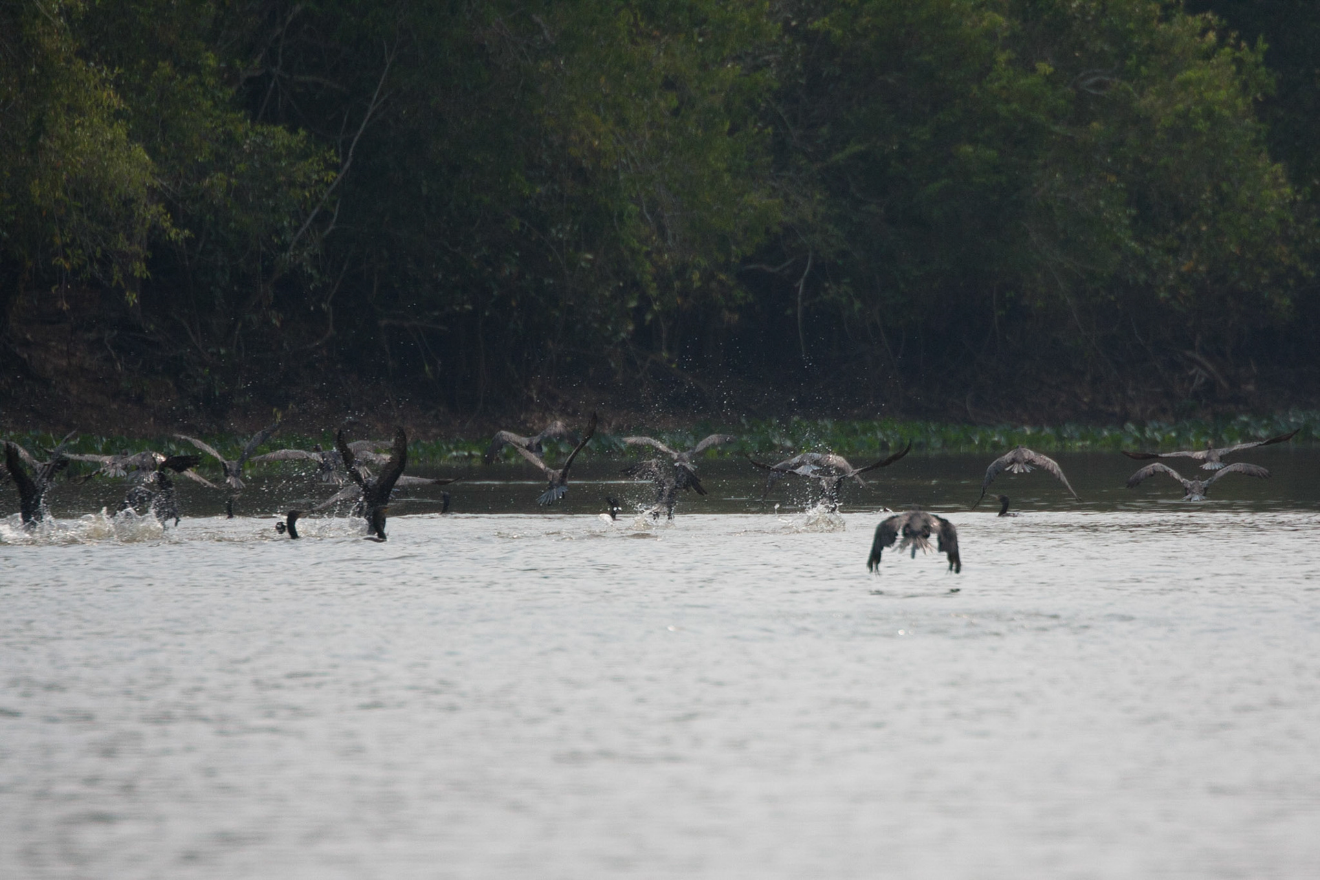 Neotropic cormorants