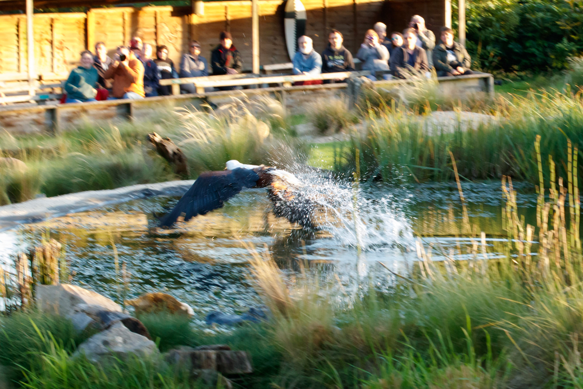 Fish eagle fishing