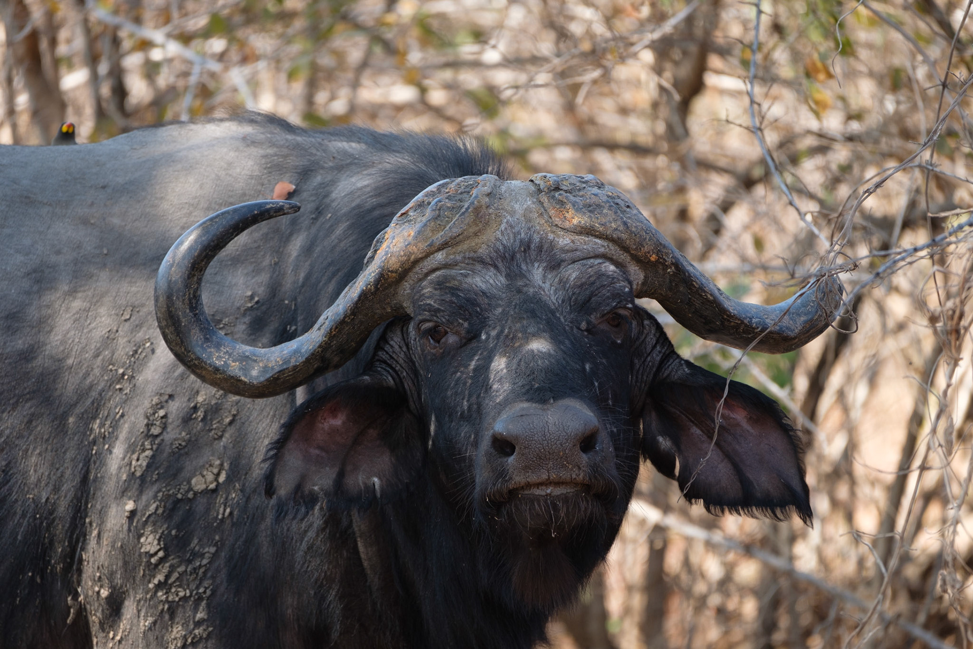 Buffalo