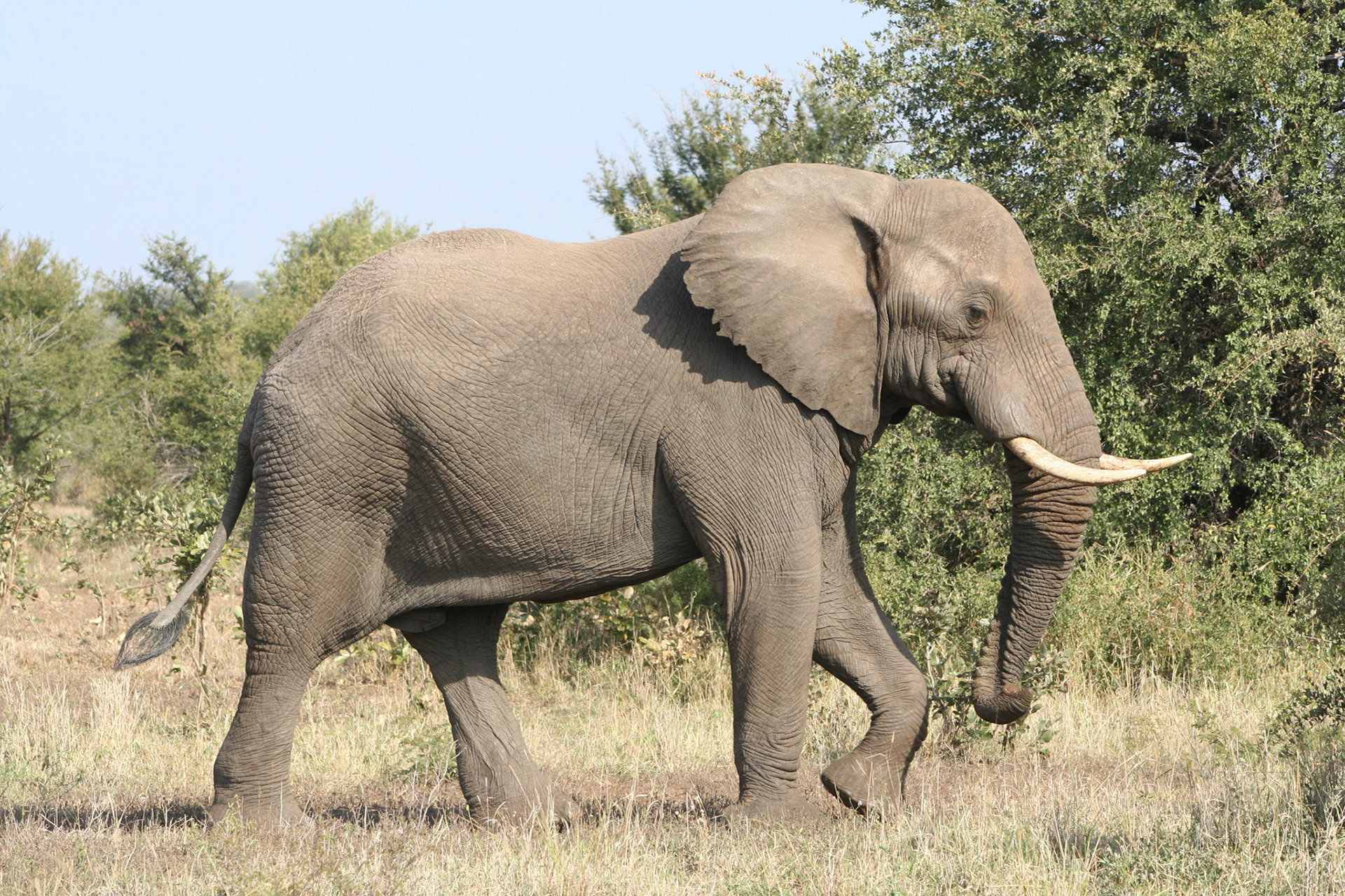 Elephant