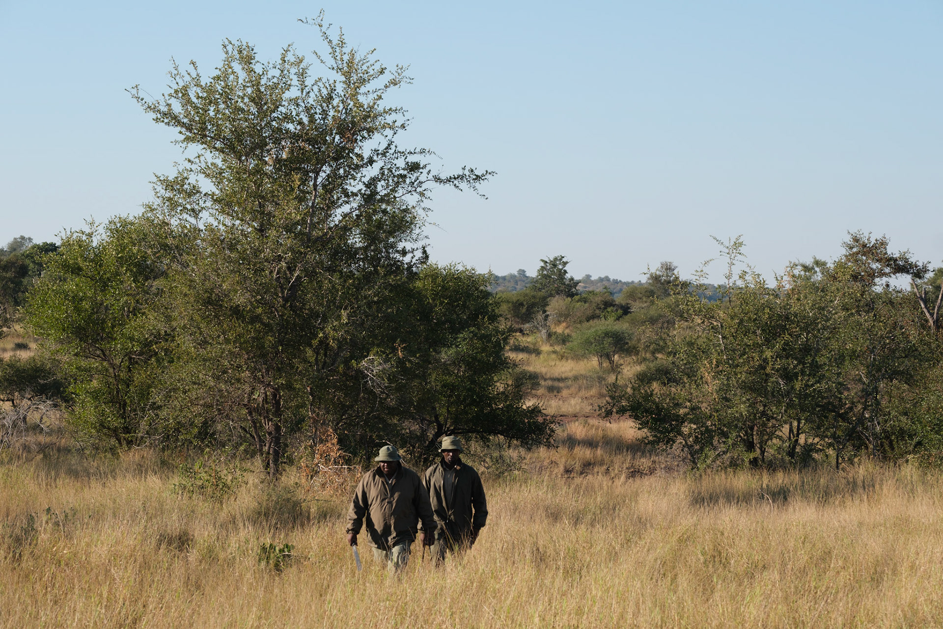 Tracking leopard