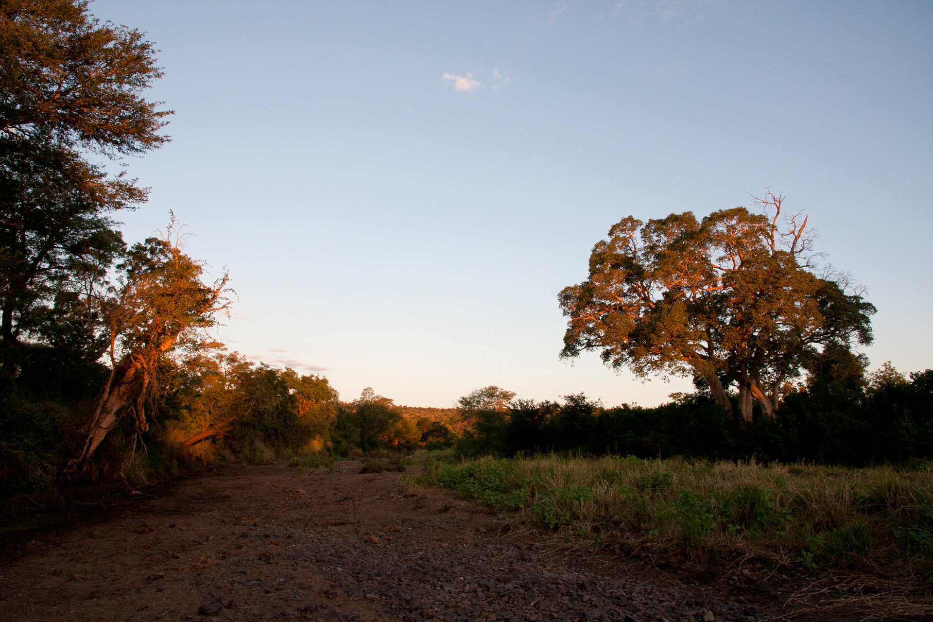Bush at sunset