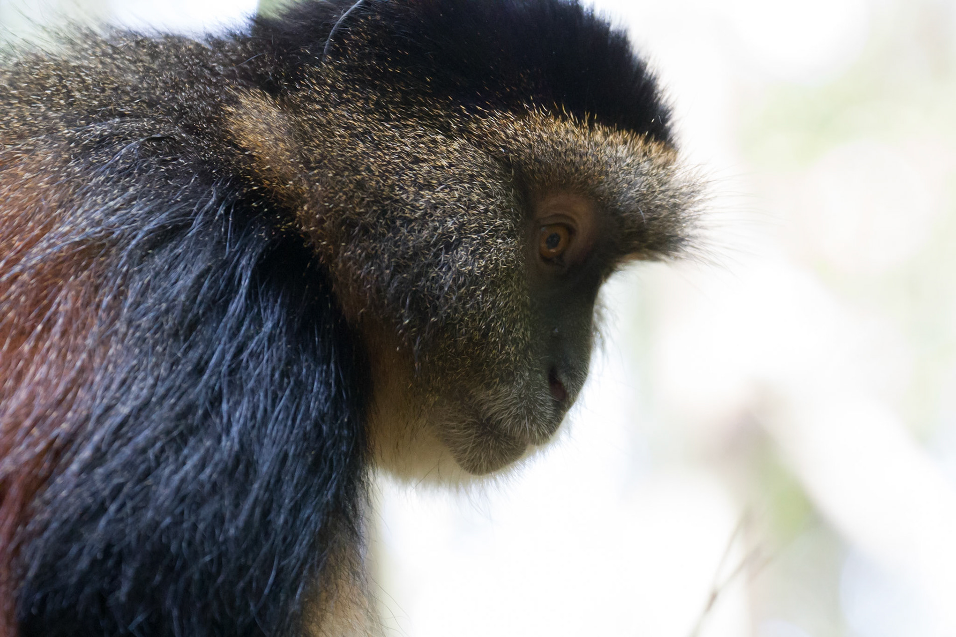 Golden monkey