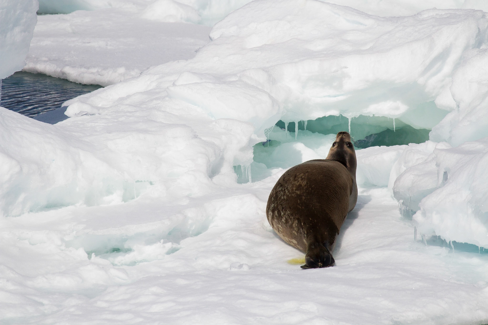 Weddell seal