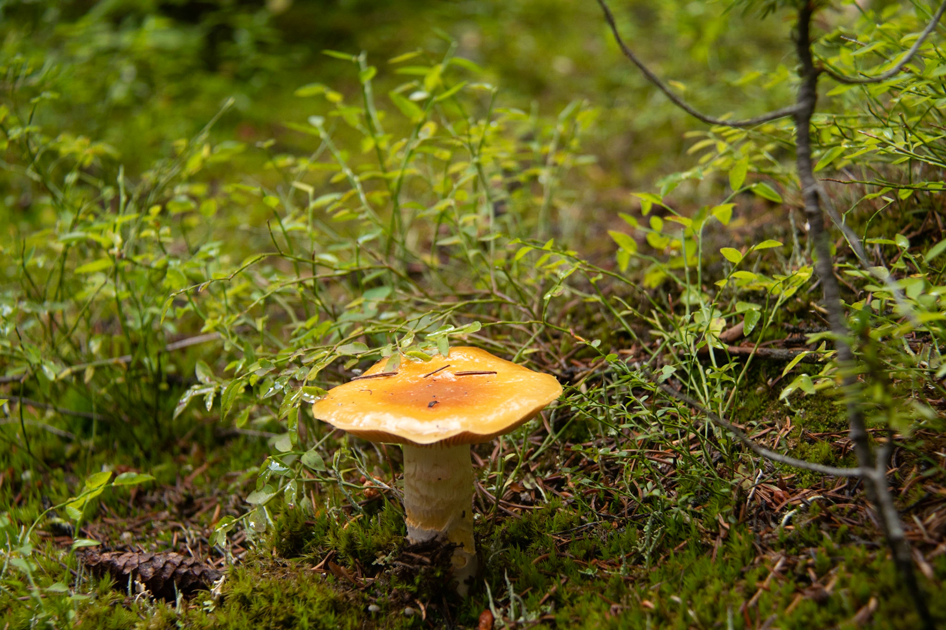 Mushroom at Moraine Lake