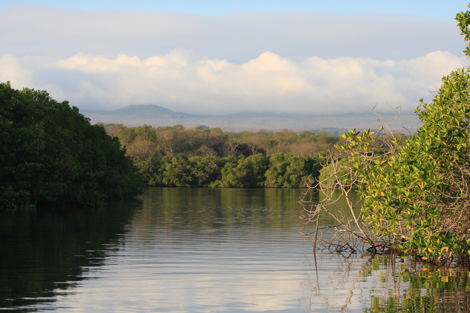 Mangroves, Black Turtle Cove, Santa Cruz island