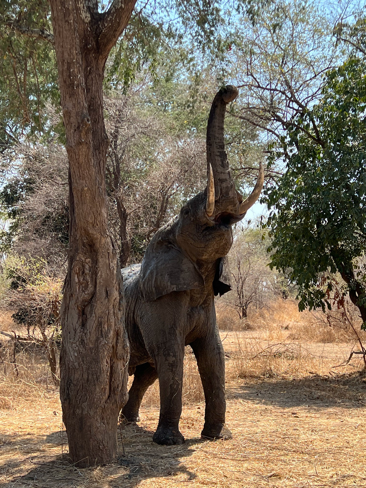 Elephant reaching for leaves